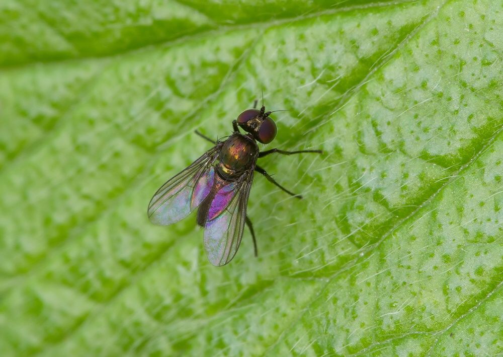 Chrysotus laesus