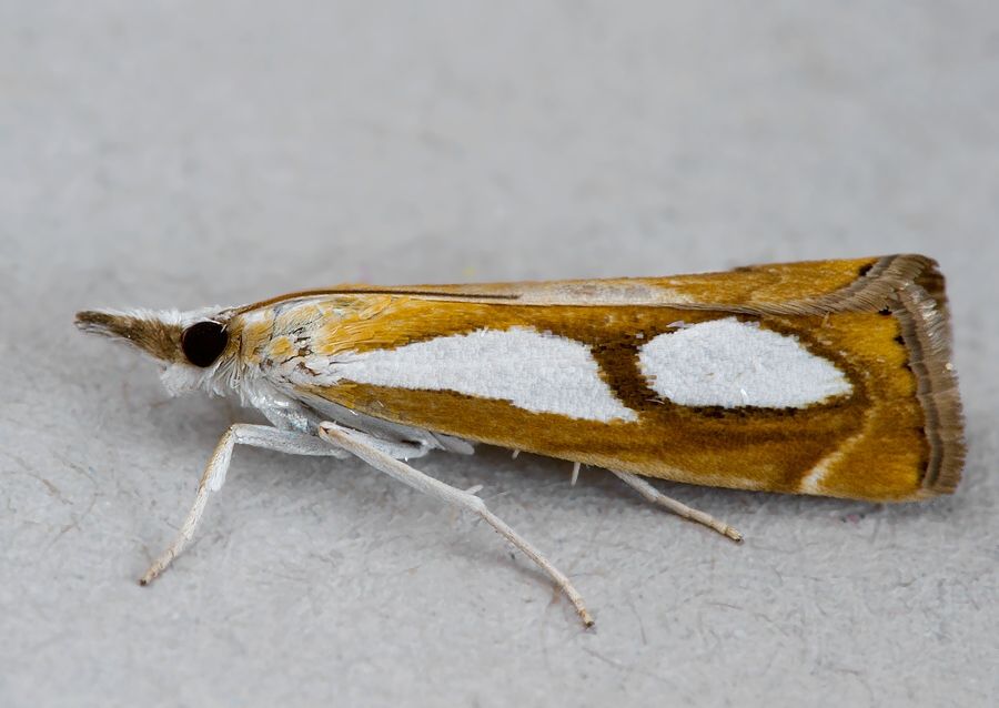 Catoptria pinella