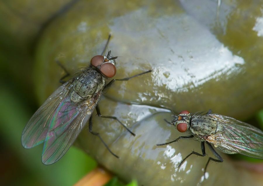 Botanophila fugax cf.