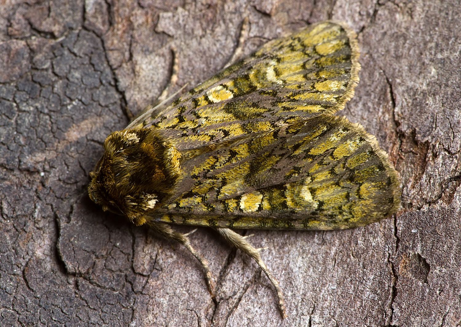 Craniophora ligustri