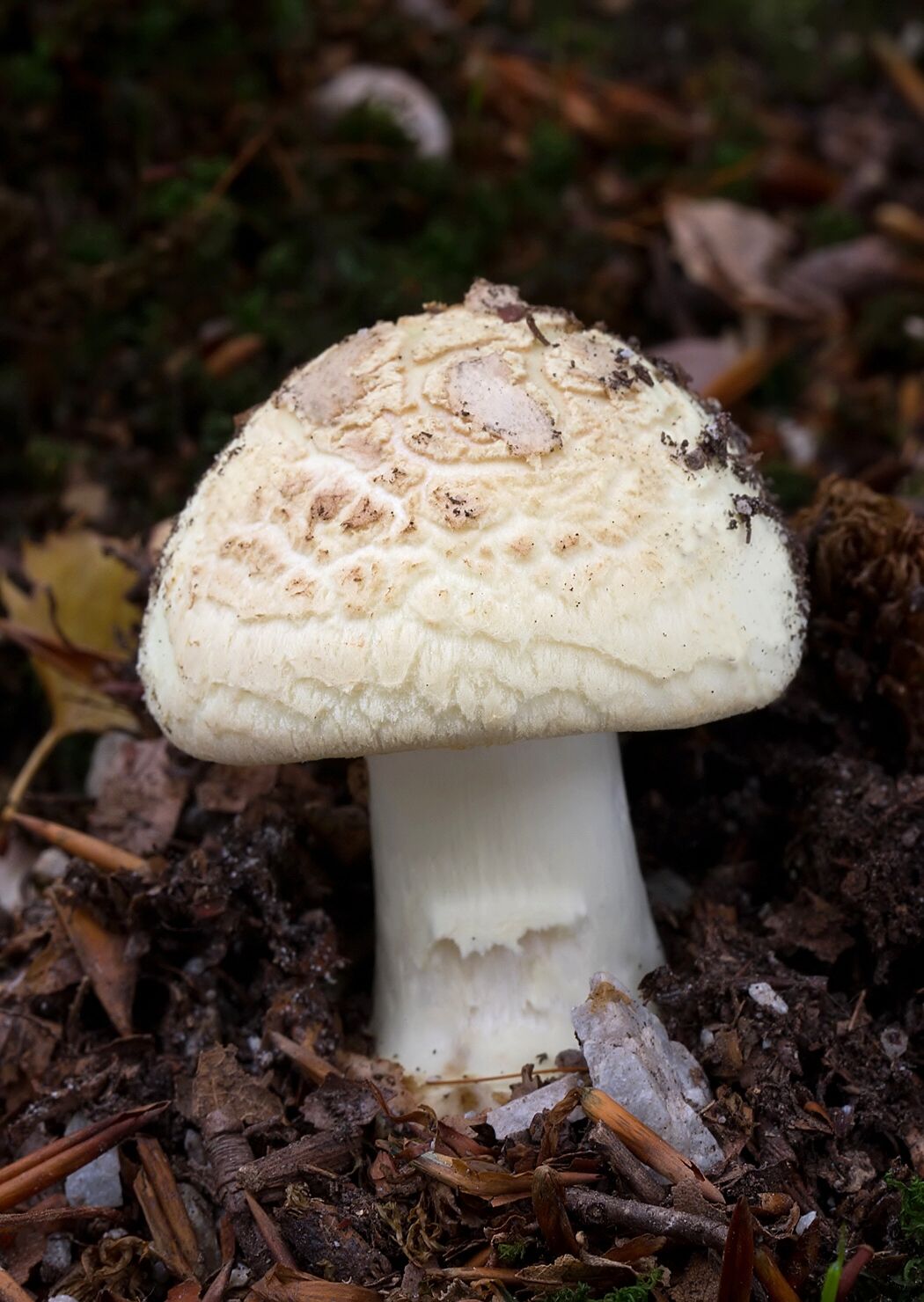 Amanita citrina var. citrina