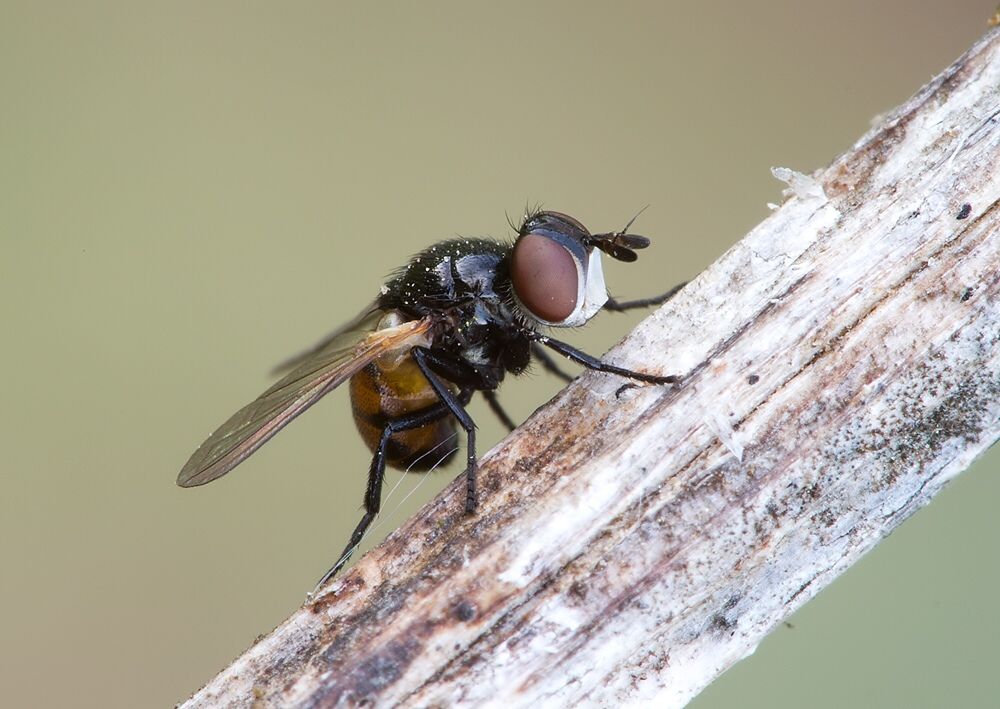 Gymnosoma nitens