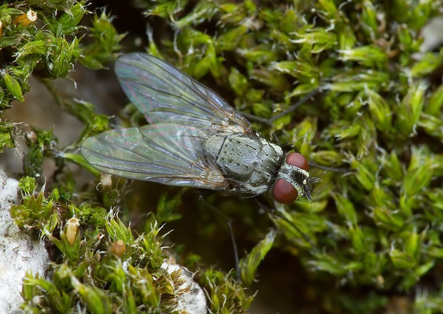 Hylemya urbica