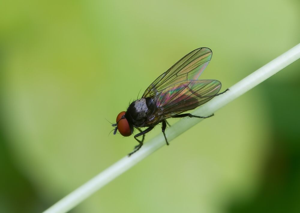 Hydrotaea diabolus