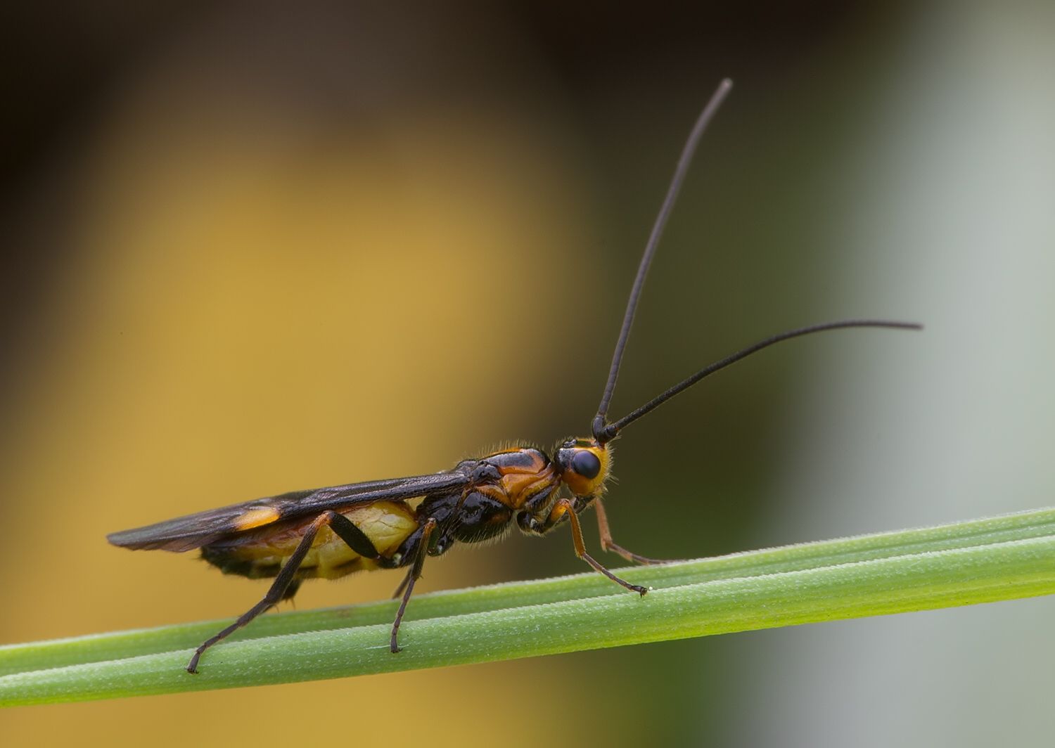Iphiaulax sp.