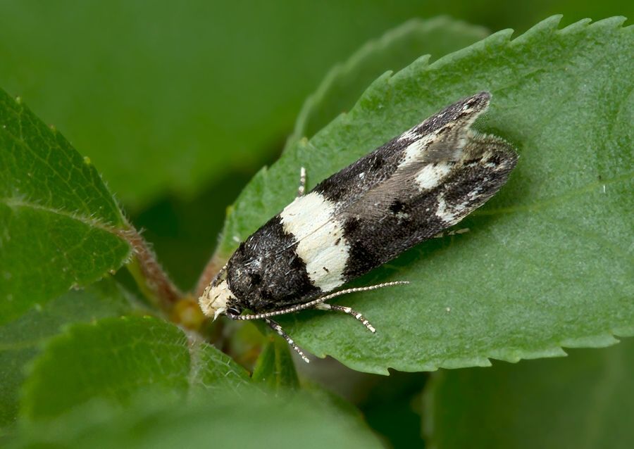 Recurvaria leucatella