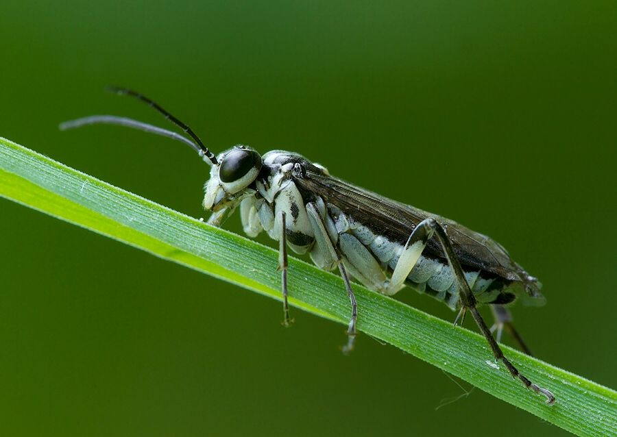 Pachyprotasis rapae