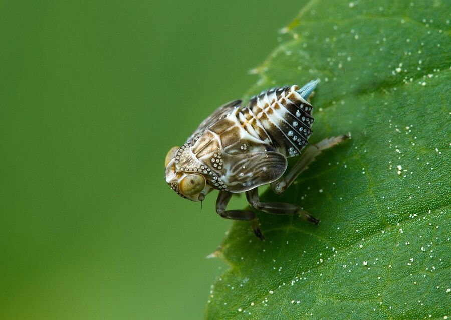 Issus coleoptratus