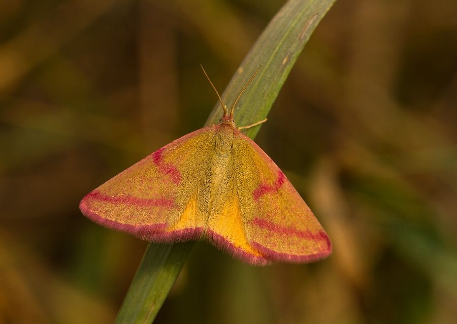 Lythria purpuraria