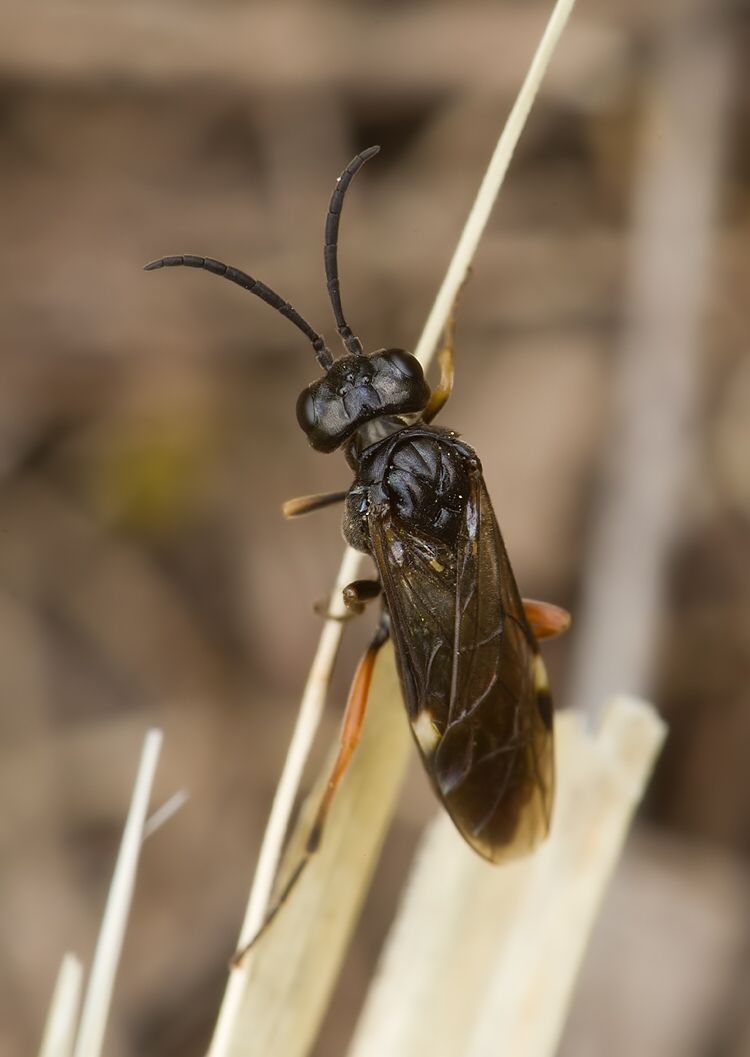 Allantus melanarius