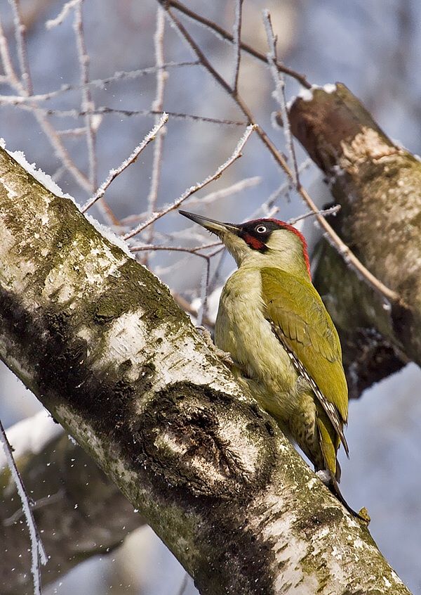 Picus viridis (žlna zelená)