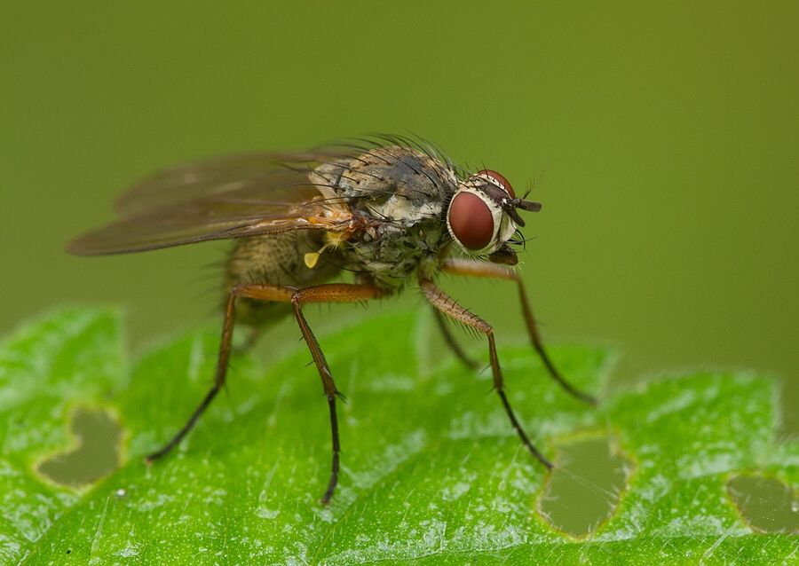 Hylemya nigrimana