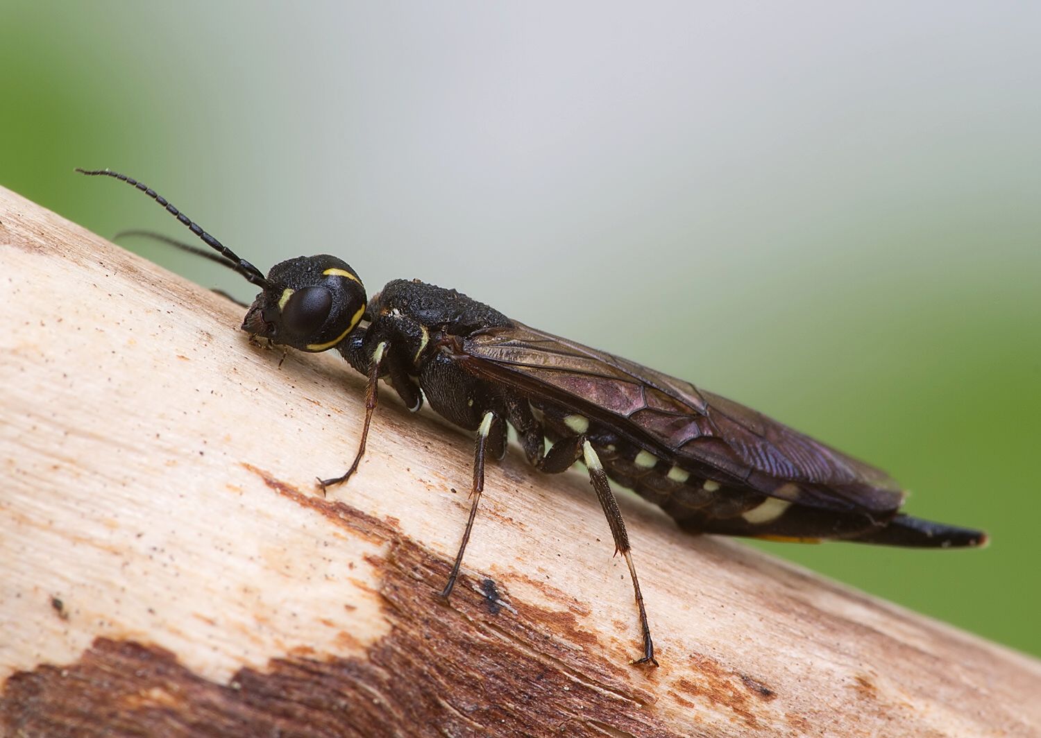 Xiphydria longicollis