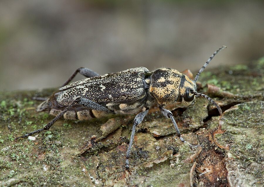 Xylotrechus rusticus