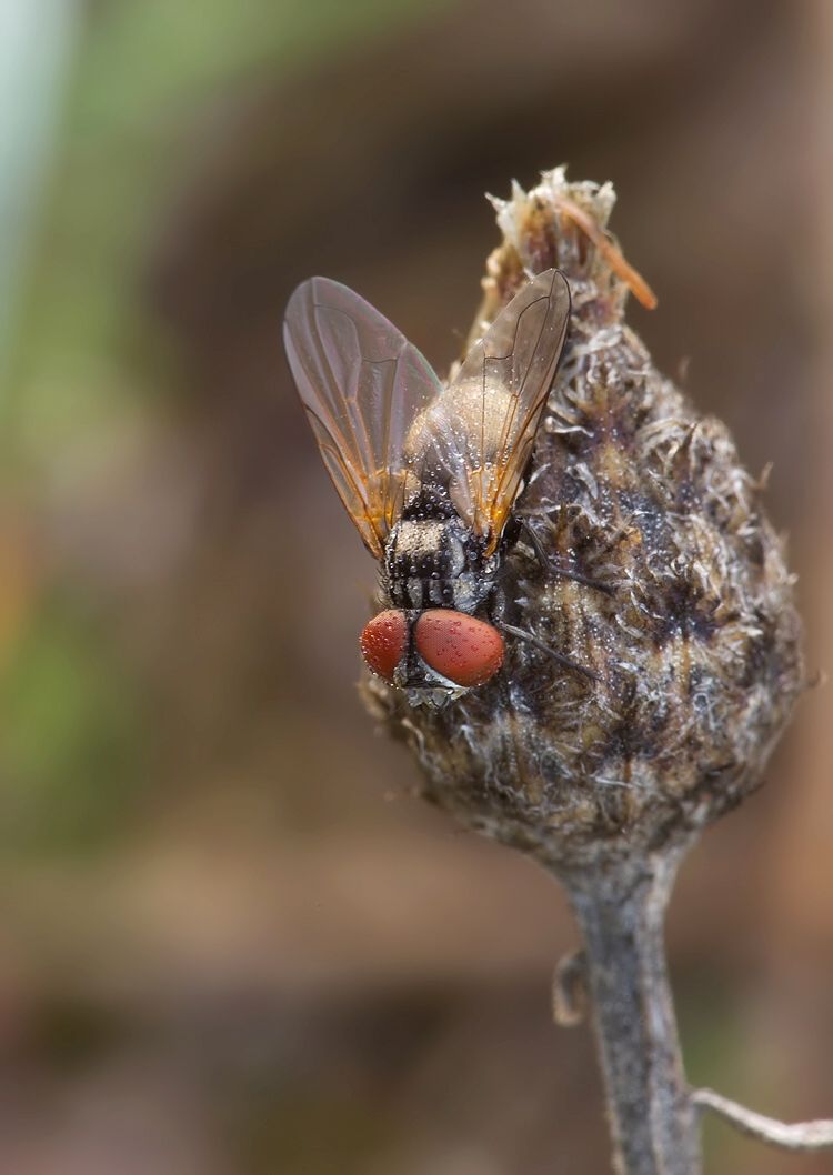 Phasia obesa