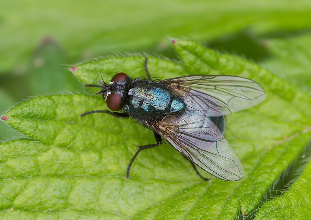 Eudasyphora cyanicolor