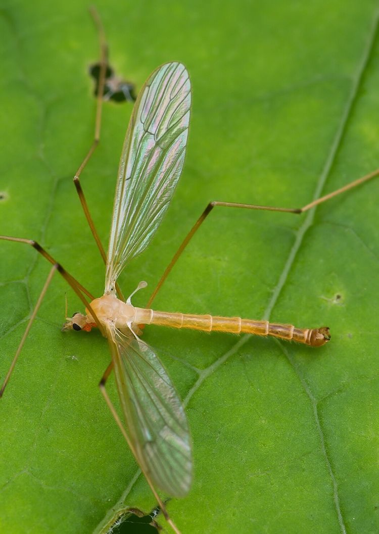 Phylidorea ferruginea