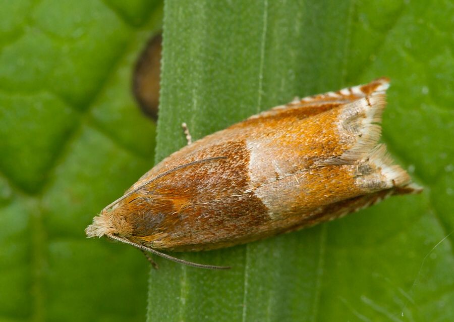 Ancylis mitterbacheriana