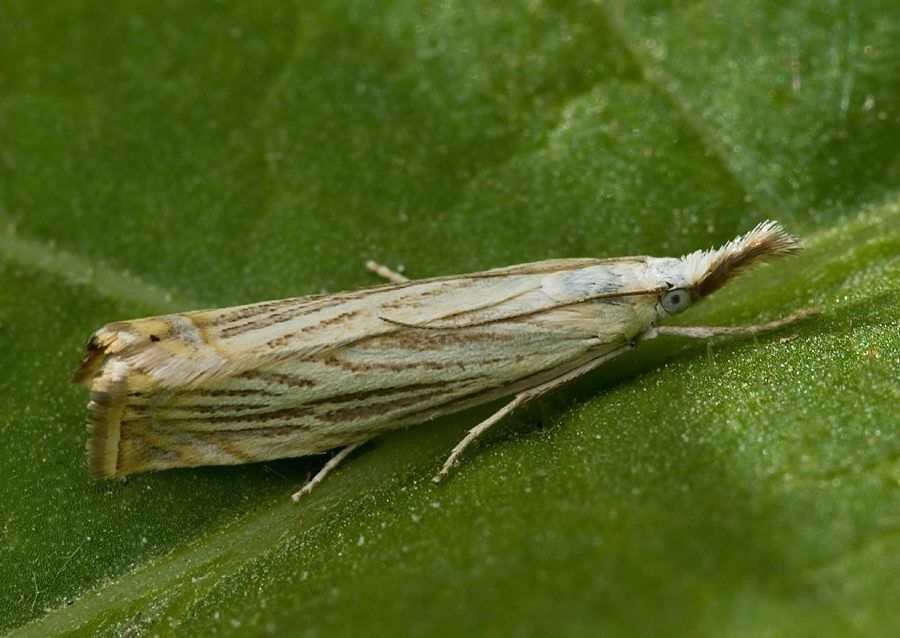 Chrysoteuchia culmella