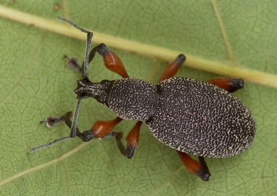 Otiorhynchus cardiniger