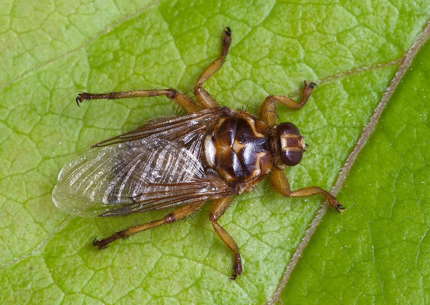 Hippobosca equina