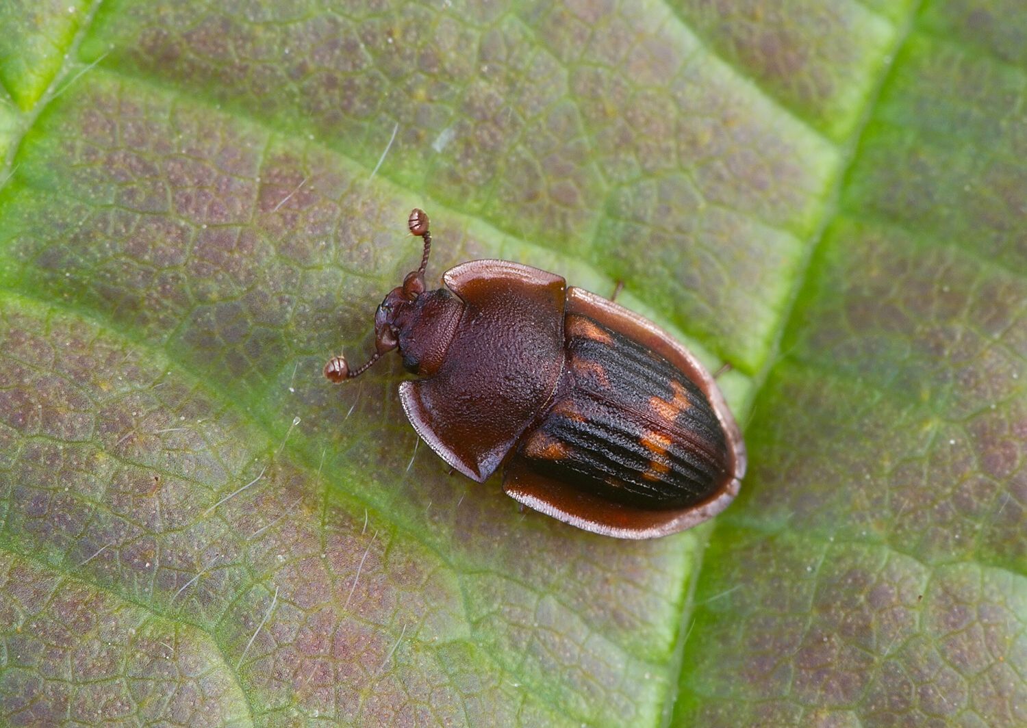 Amphotis marginata