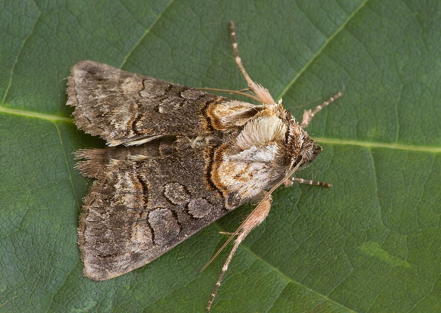 Abrostola triplasia