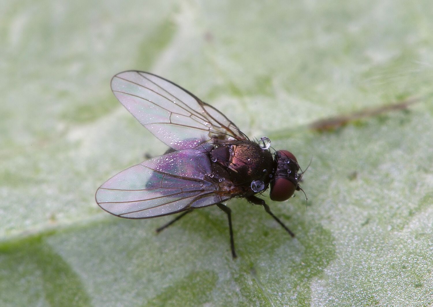 Melanagromyza pubescens