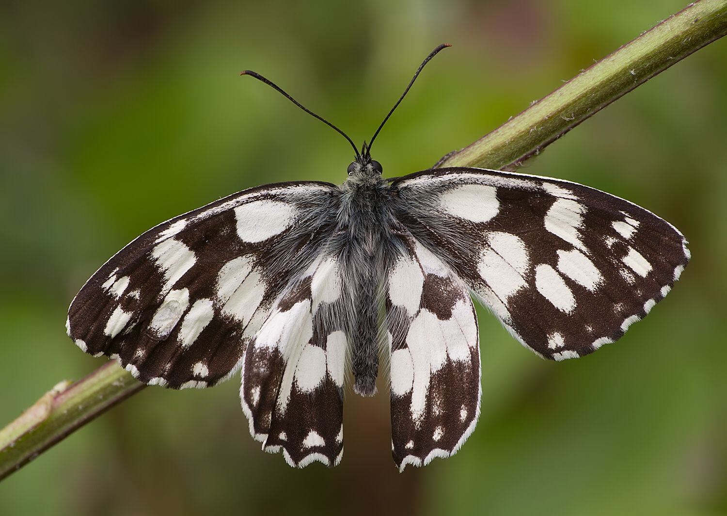 Melanargia galathea