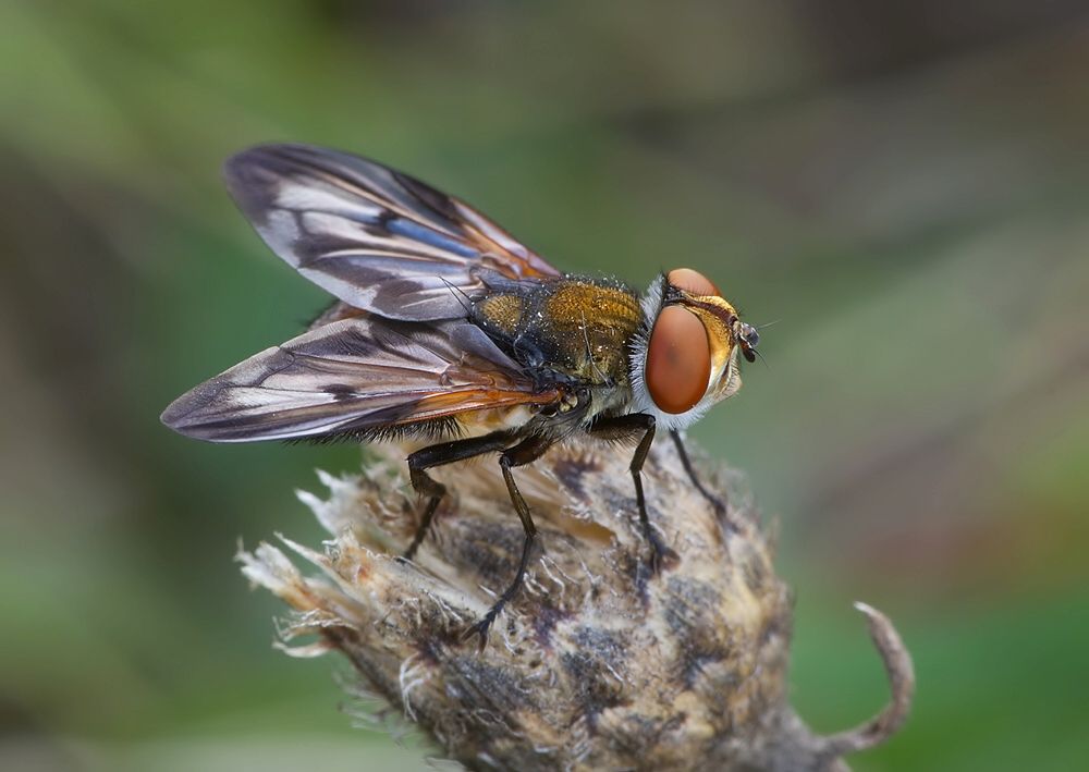 Ectophasia crassipennis