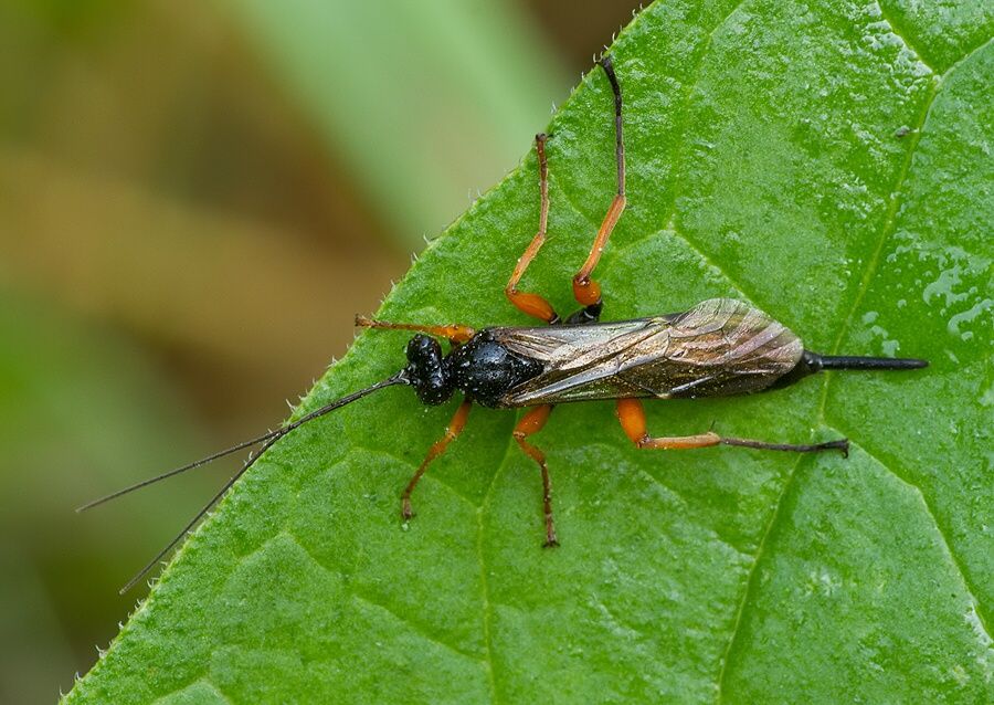 Apechthis compunctor
