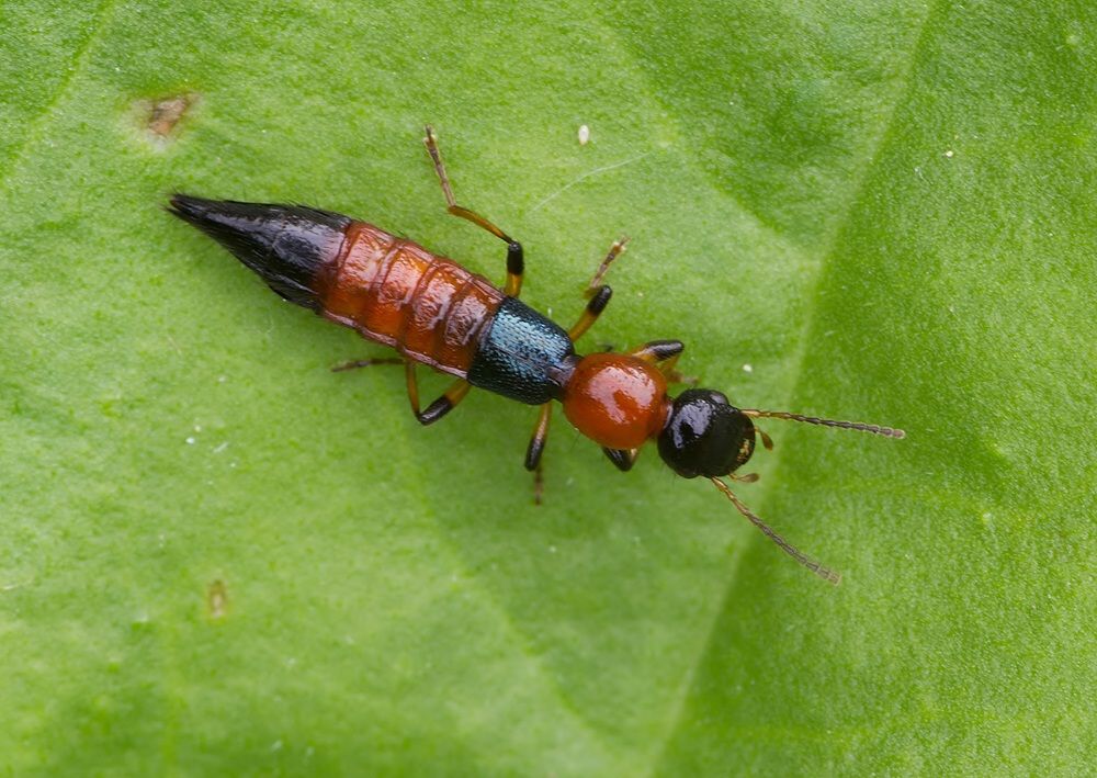 Paederus littoralis