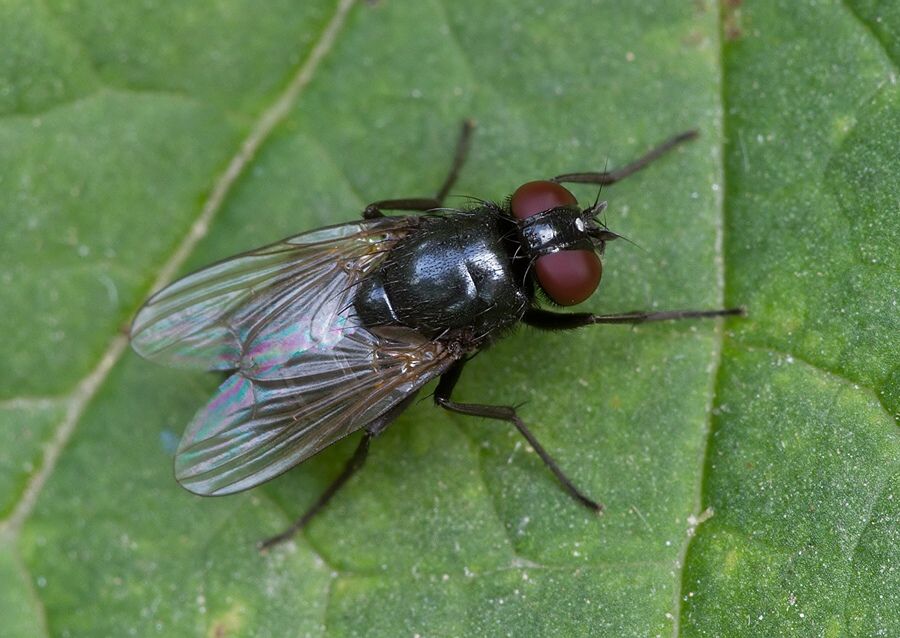 Fannia serena