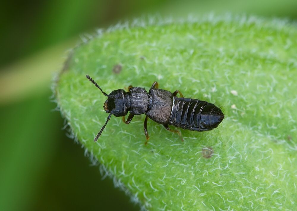 Anotylus sp.