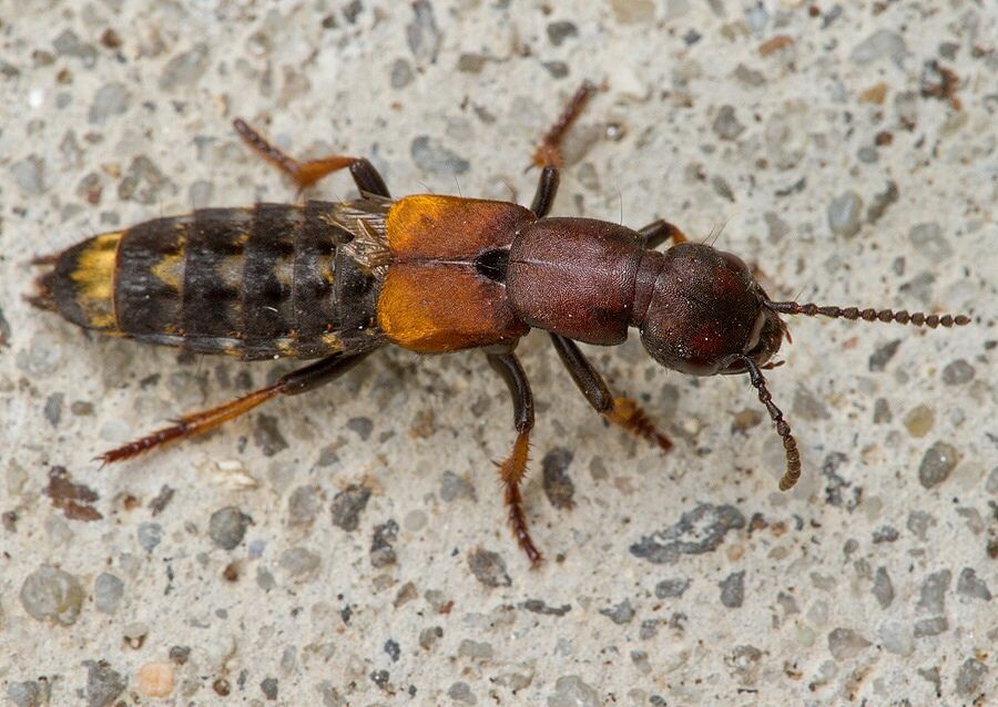 Dinothenarus fossor