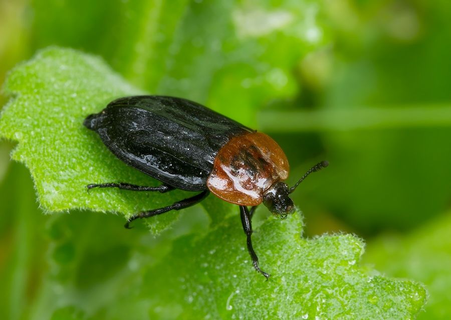 Oiceoptoma thoracicum