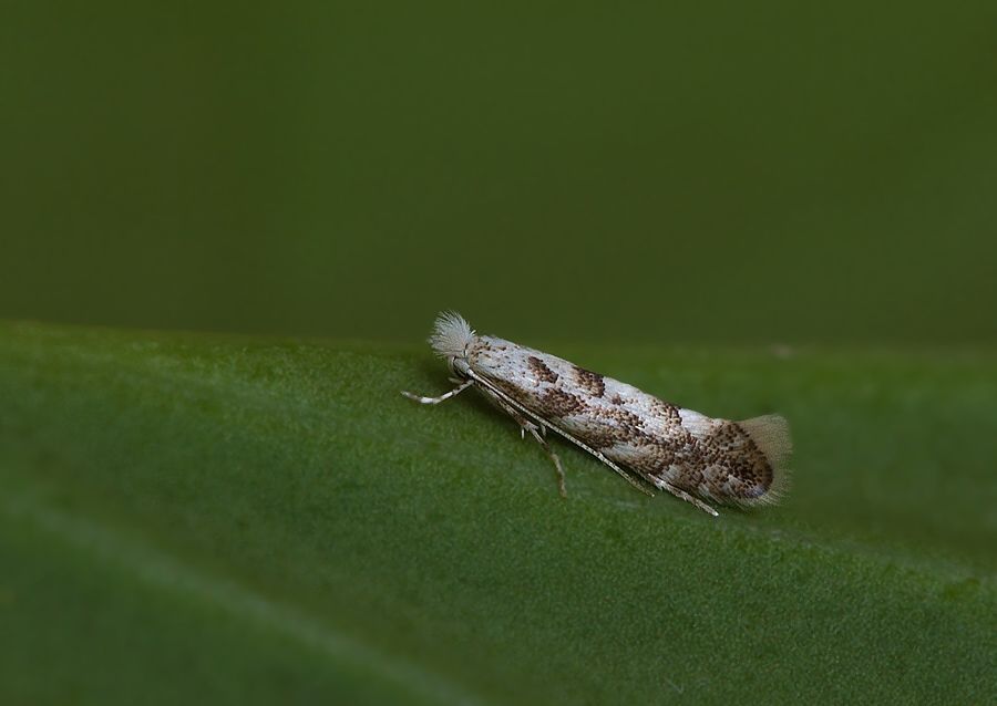 Phyllonorycter sagitella cf.