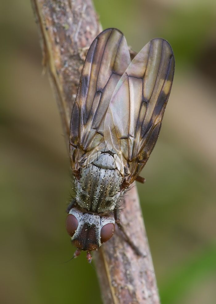 Melieria picta