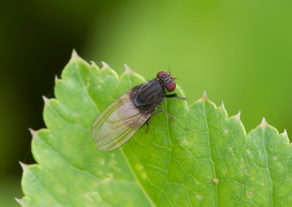 Minettia longipennis