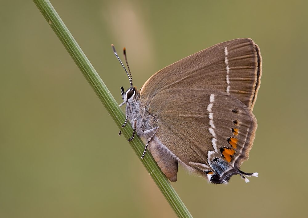 Satyrium spini