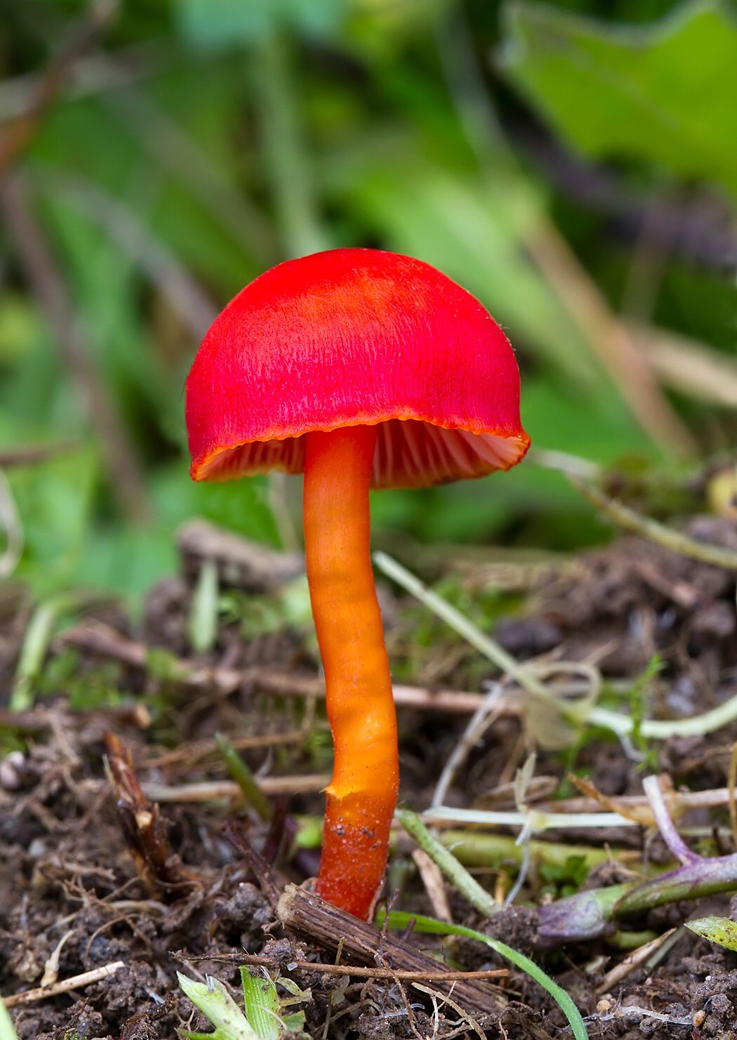 Hygrocybe coccinea