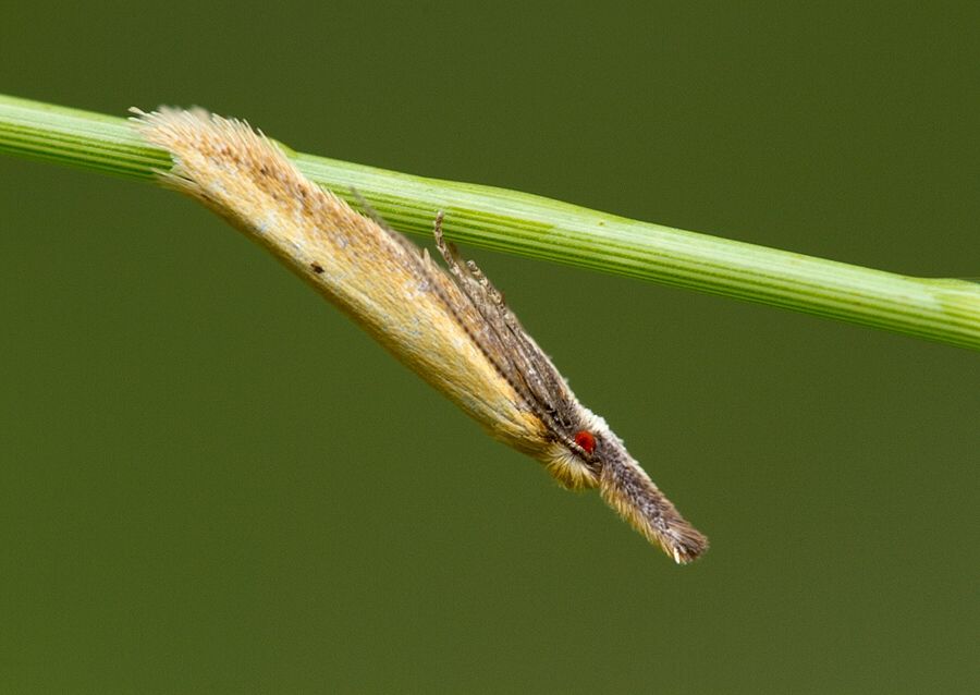Pleurota punctella