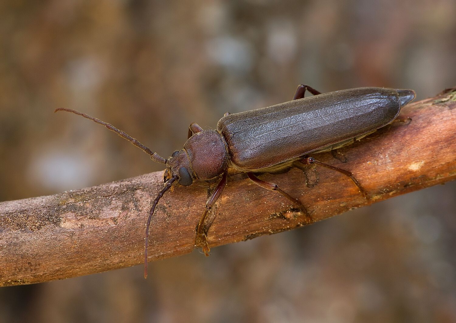 Arhopalus rusticus