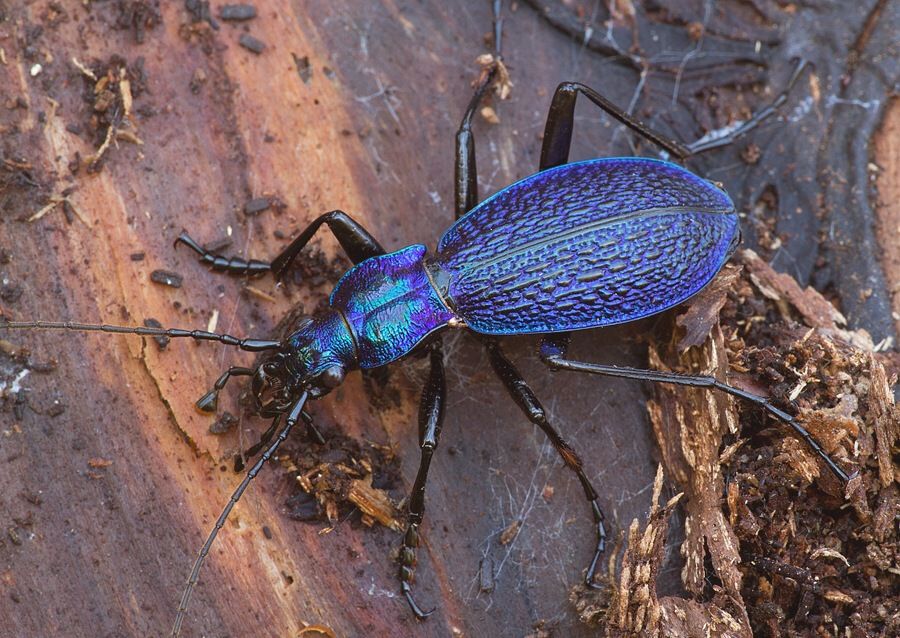 Carabus intricatus