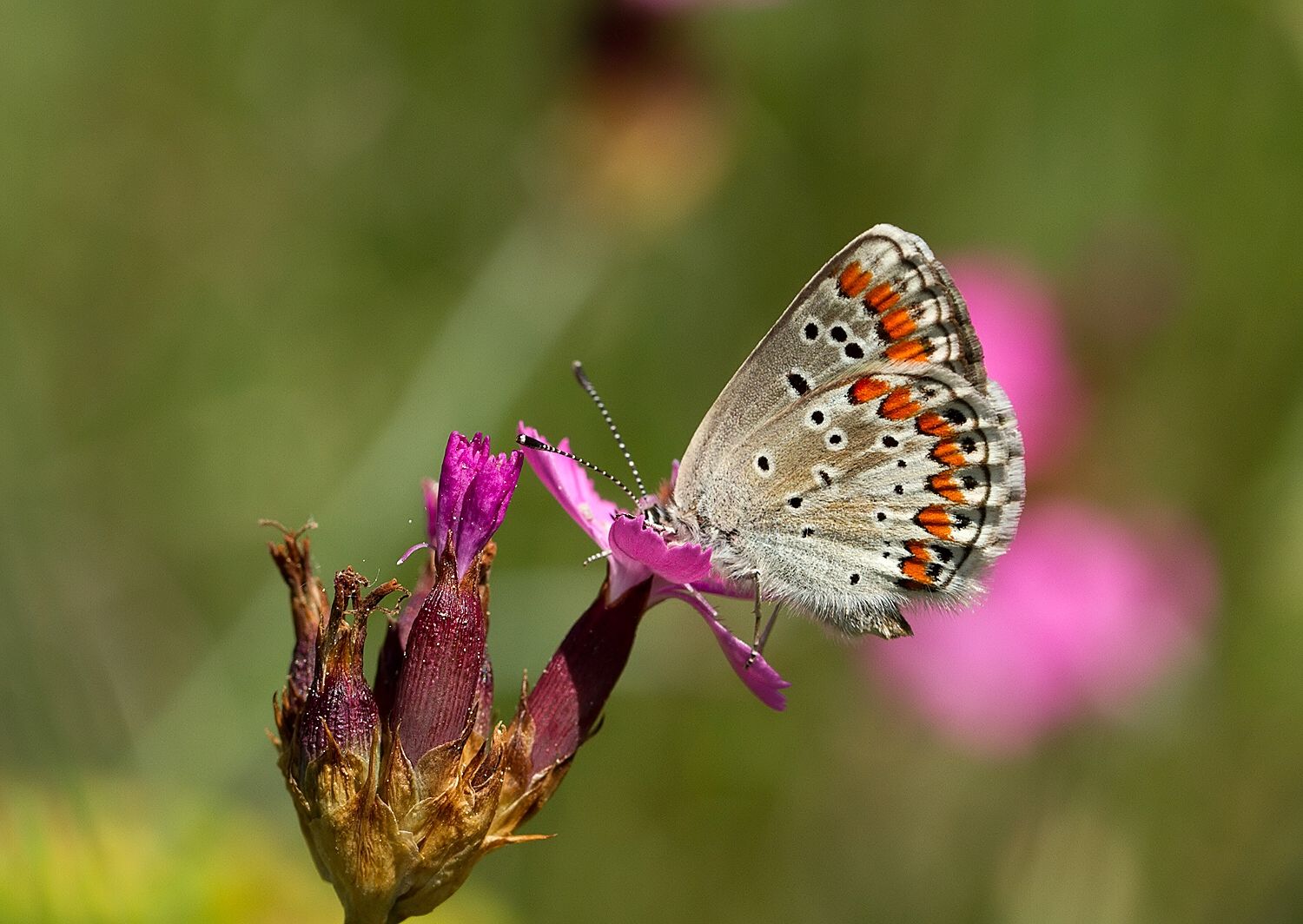Aricia agestis