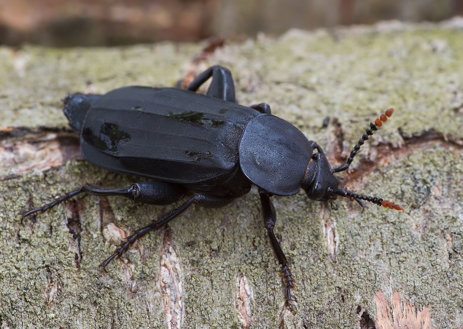 Necrodes littoralis