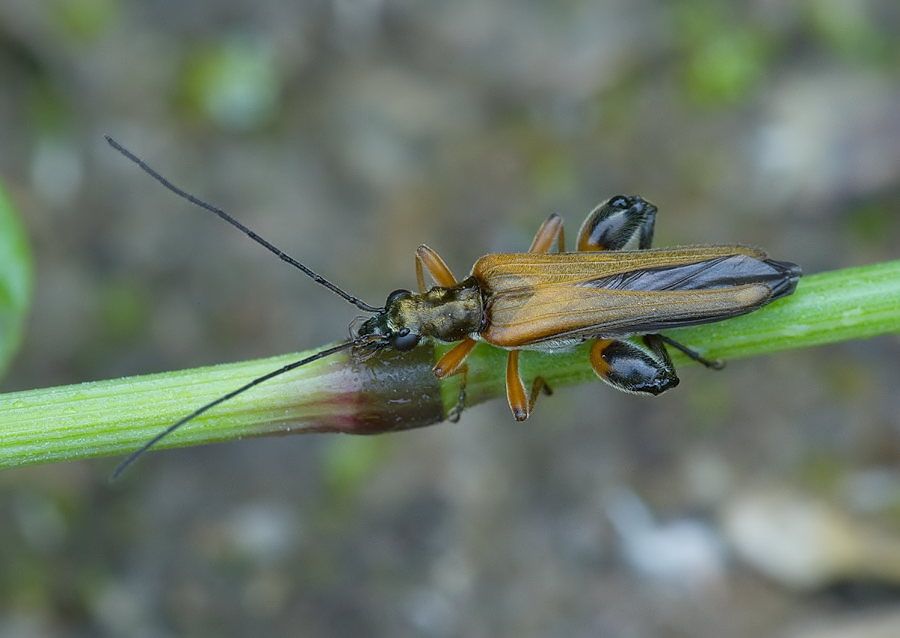 Oedemera podagrariae