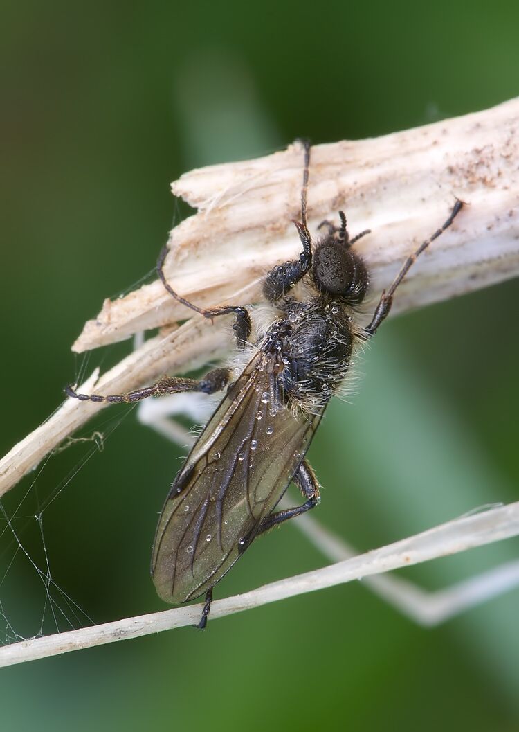 Bibio reticulatus