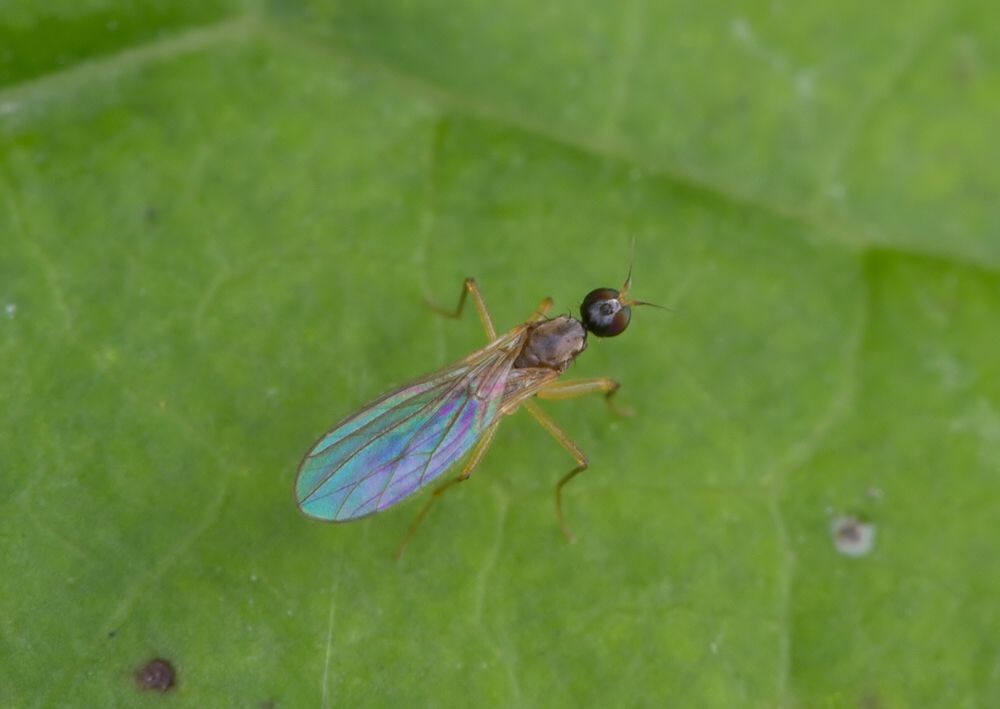 Tachypeza nubila