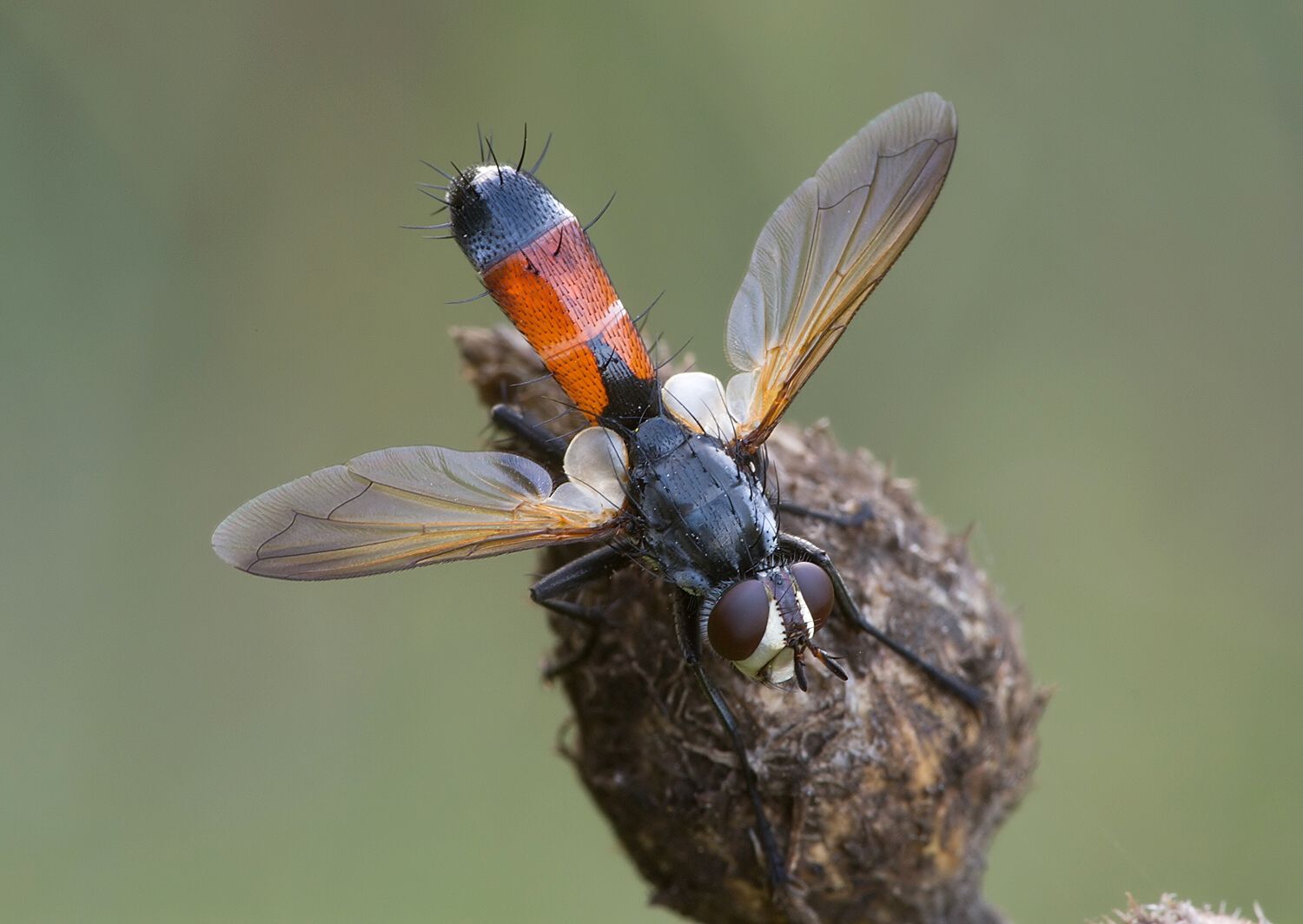 Cylindromyia brevicornis